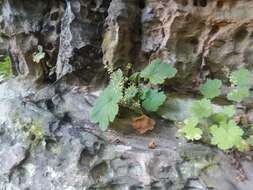 Image of littleleaf alumroot