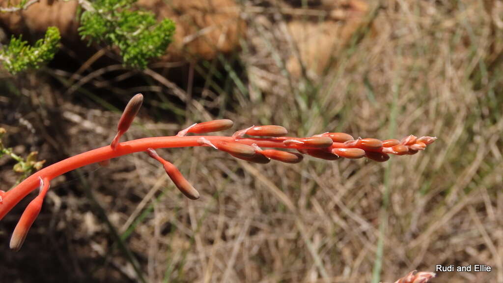 Image of Gasteria nitida (Salm-Dyck) Haw.