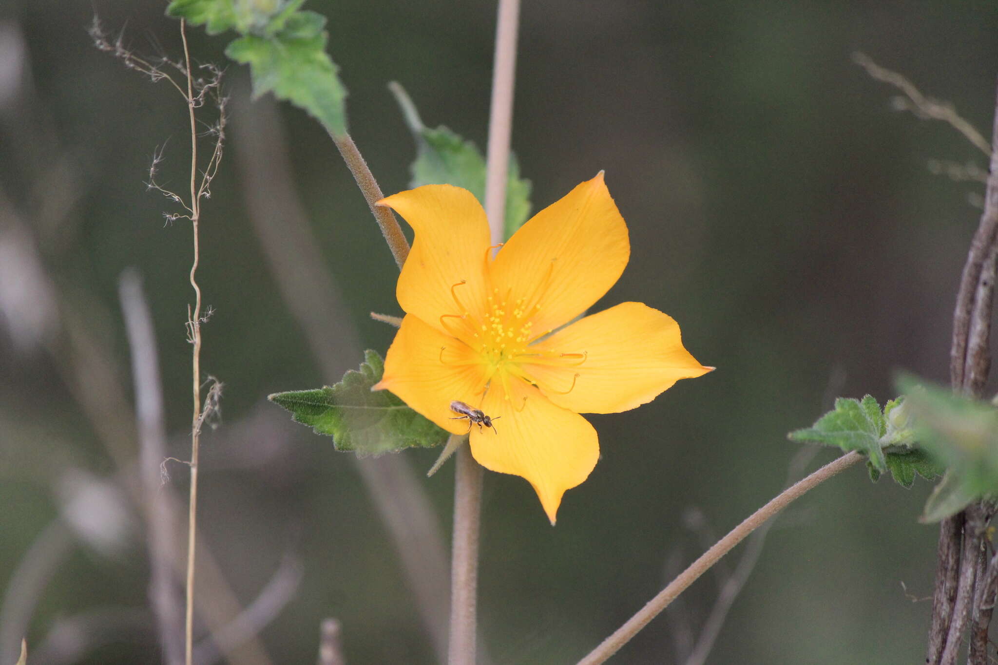 Image of Mentzelia hispida Willd.