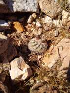 Image of Brady's Hedgehog Cactus