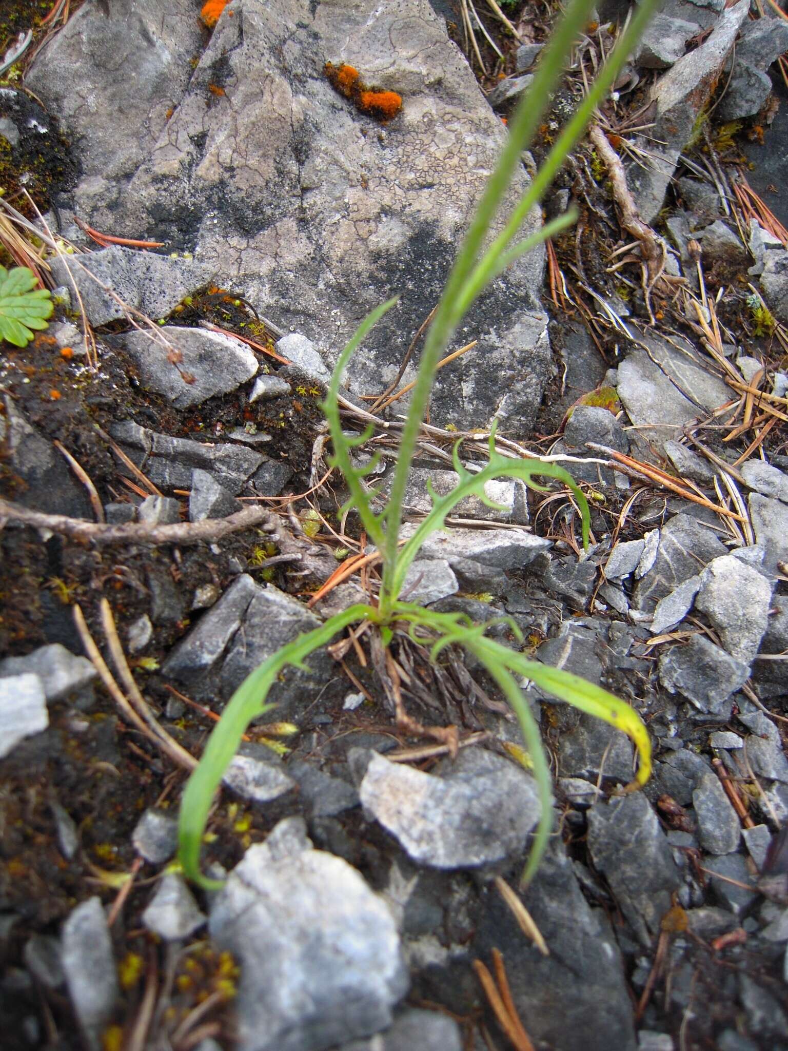 Image of Crepis jacquinii subsp. kerneri (Rech. fil.) Merxm.