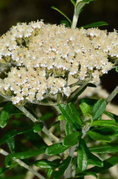 Image of Ozothamnus cuneifolius (Benth.) A. A. Anderberg