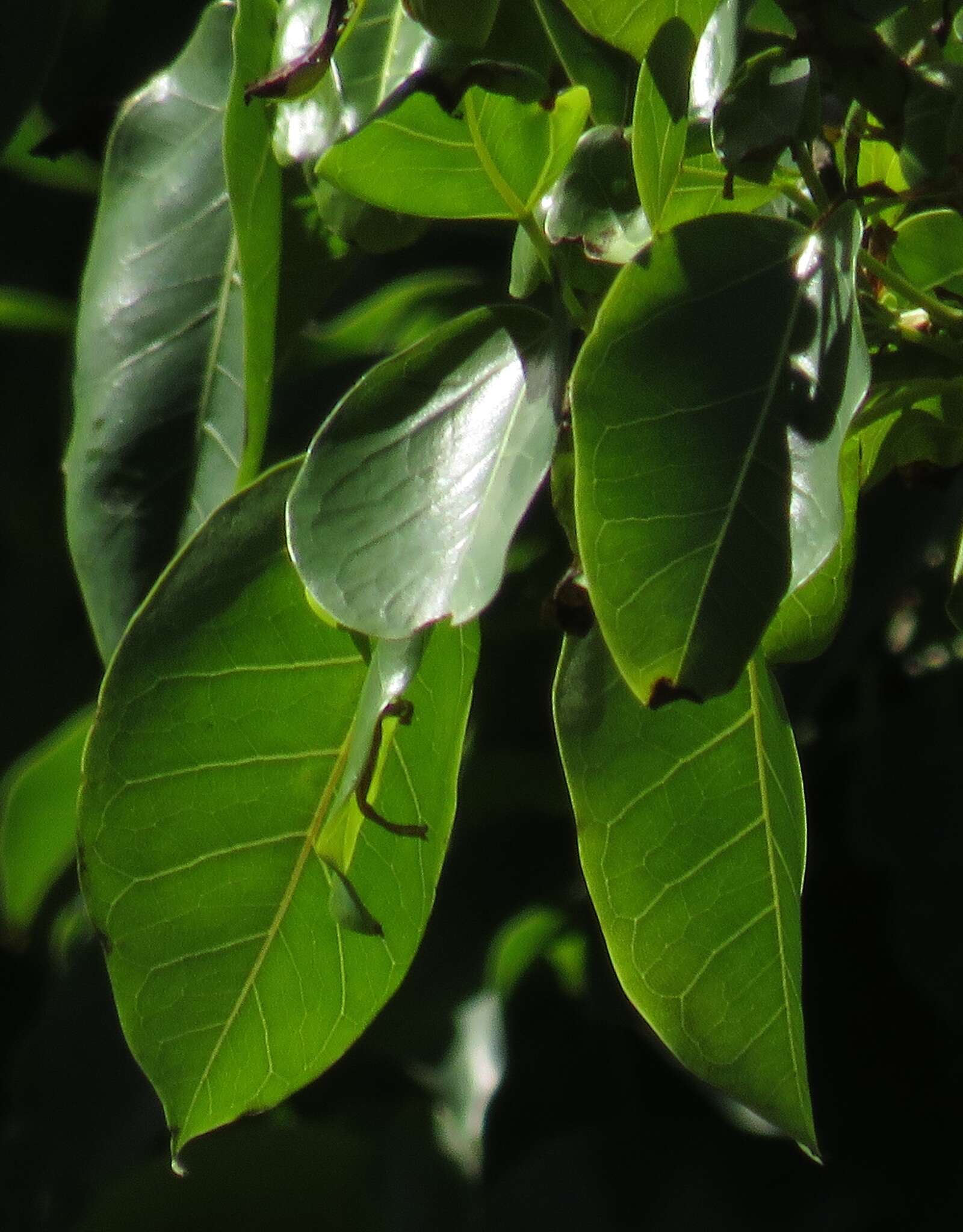 Ficus polita subsp. polita的圖片