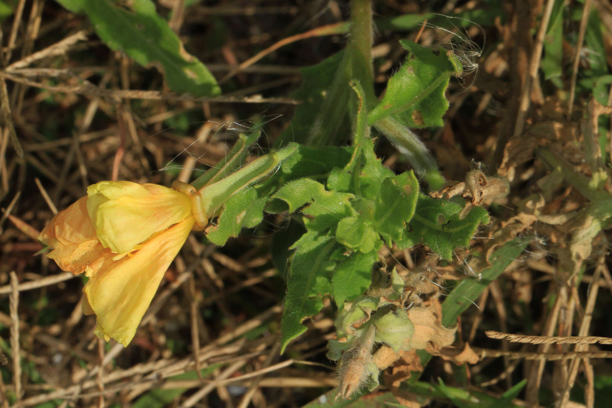 Oenothera humifusa Nutt. resmi