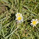 Image de Taraxacum candidatum Kirschner