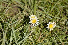 Image of Taraxacum candidatum Kirschner