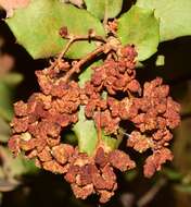 Image de <i>Eriophyes licopolii</i> Trotter & Cecconi 1902