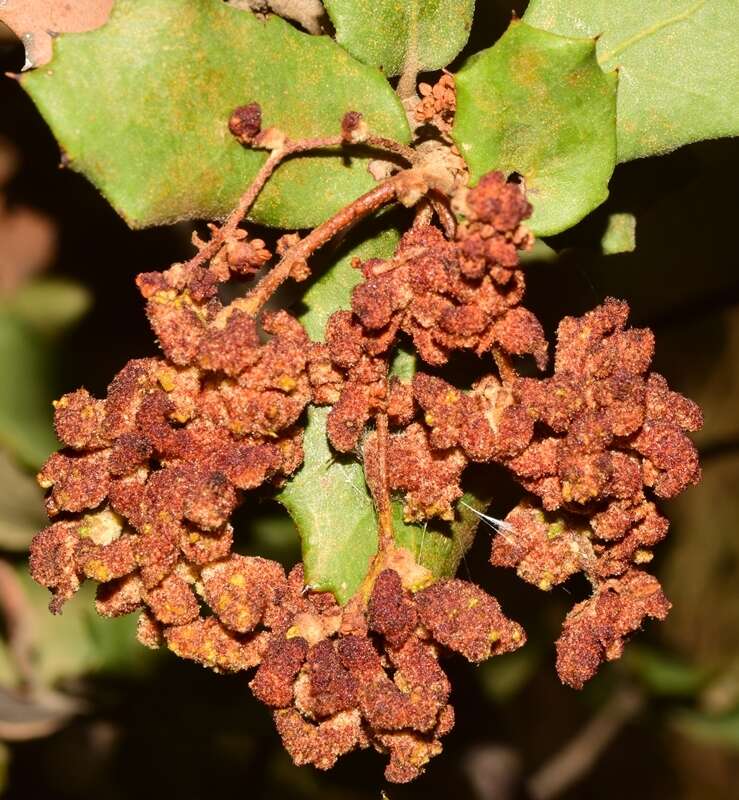 Image of <i>Eriophyes licopolii</i> Trotter & Cecconi 1902