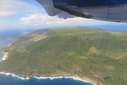 Image of Marianas Flying Fox