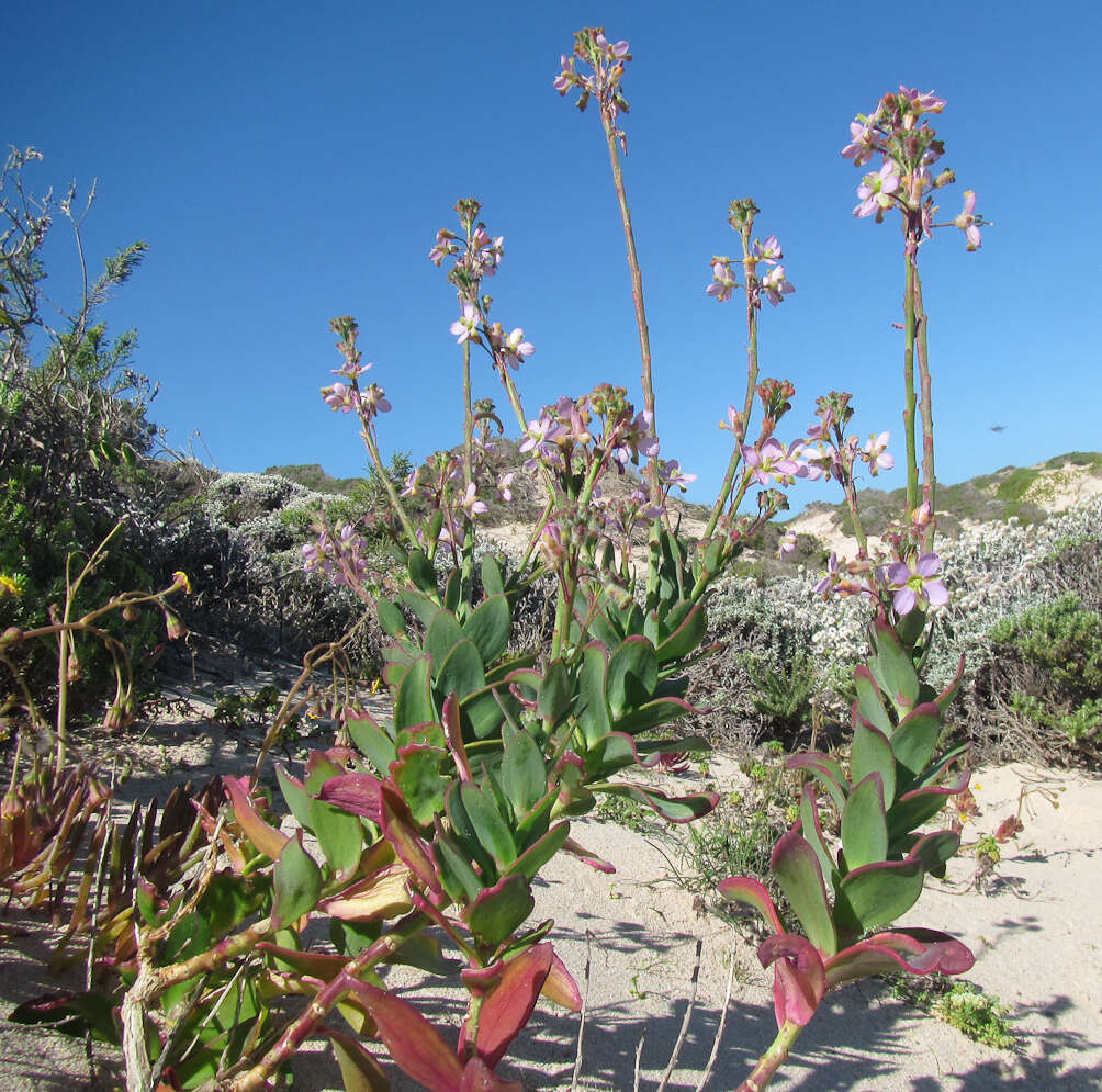 Imagem de Heliophila linearis var. reticulata (Eckl. & Zeyh.) Marais