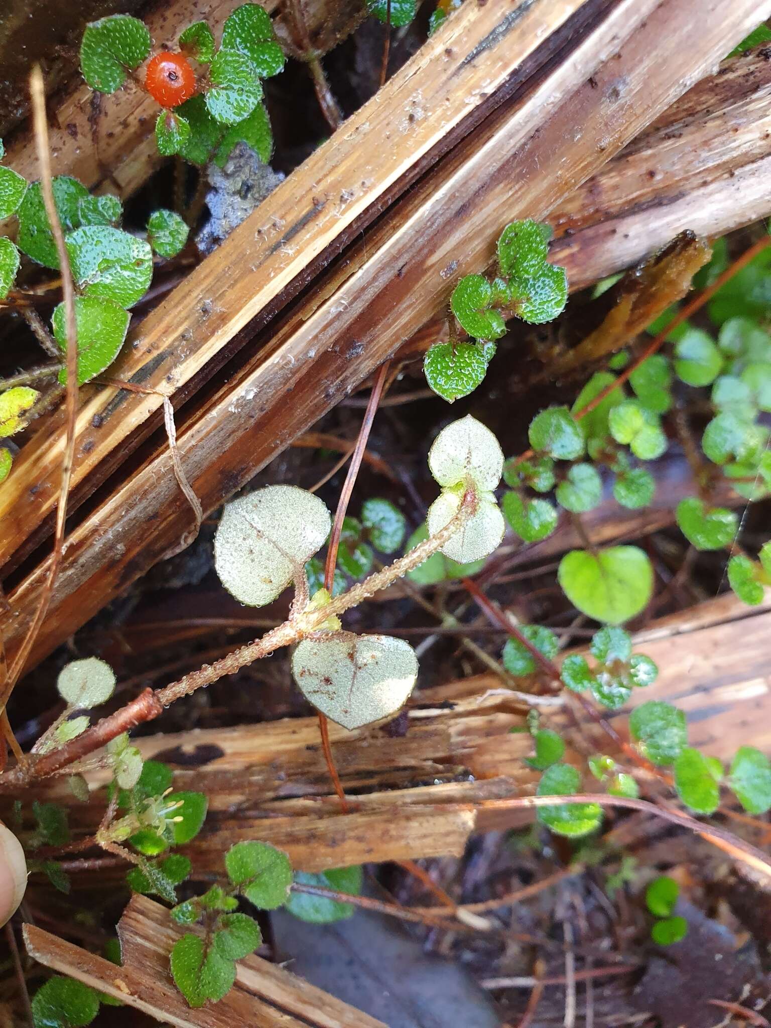 Image of Nertera dichondrifolia (A. Cunn.) Hook. fil.