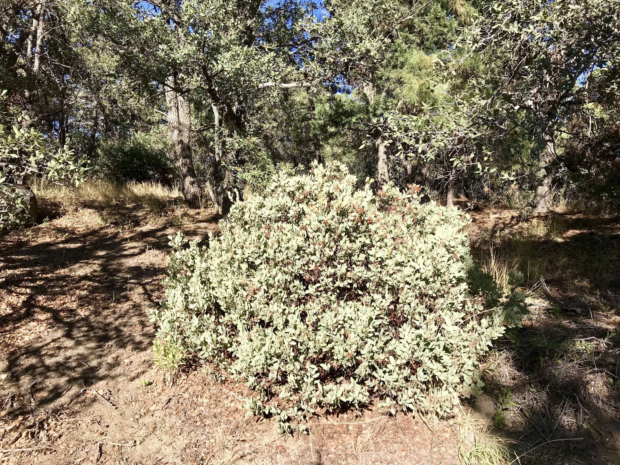 Image of Pringle manzanita