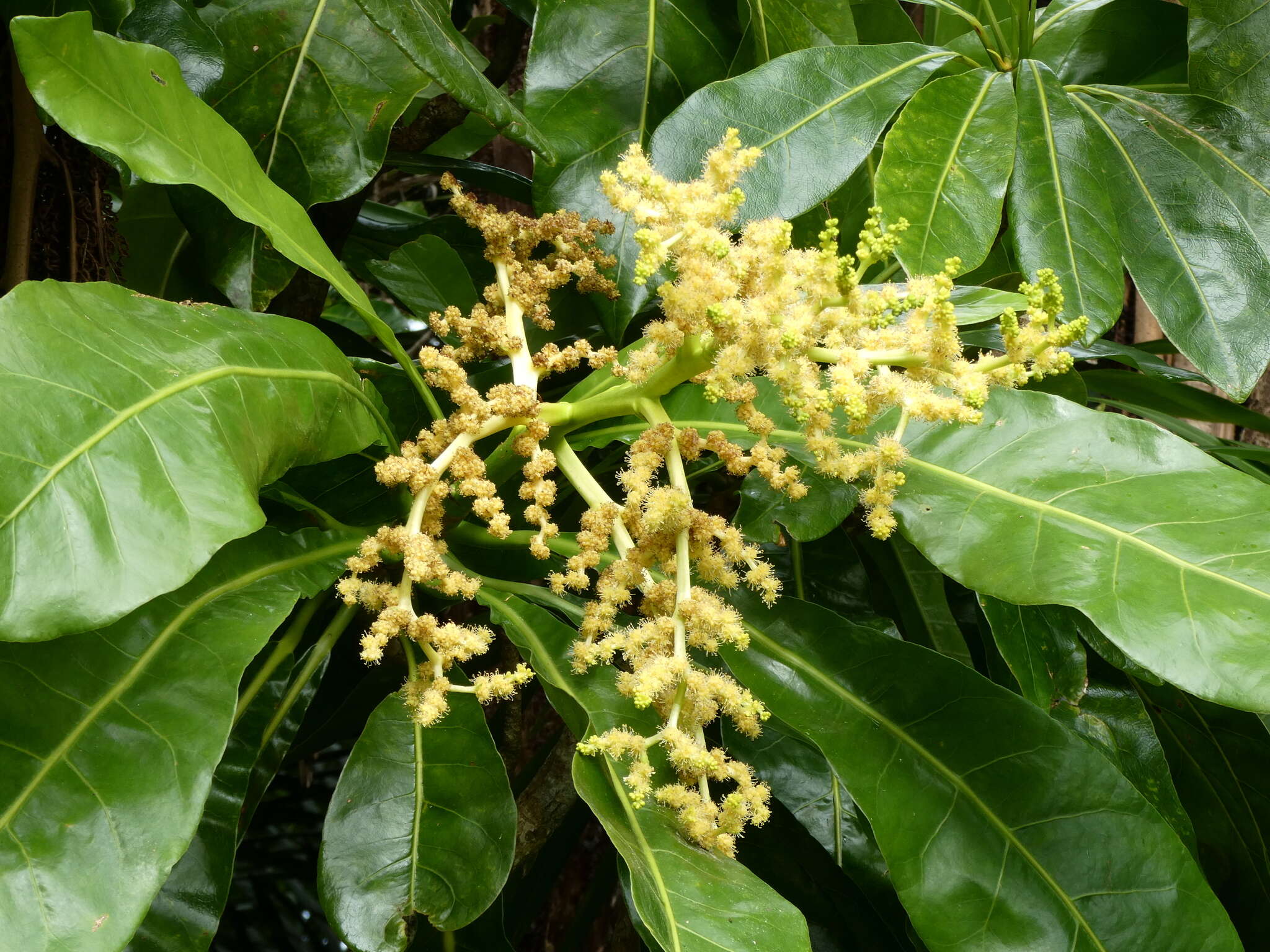 Meryta angustifolia (Endl.) Seem. resmi