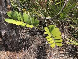 Image of Cardboard Palm