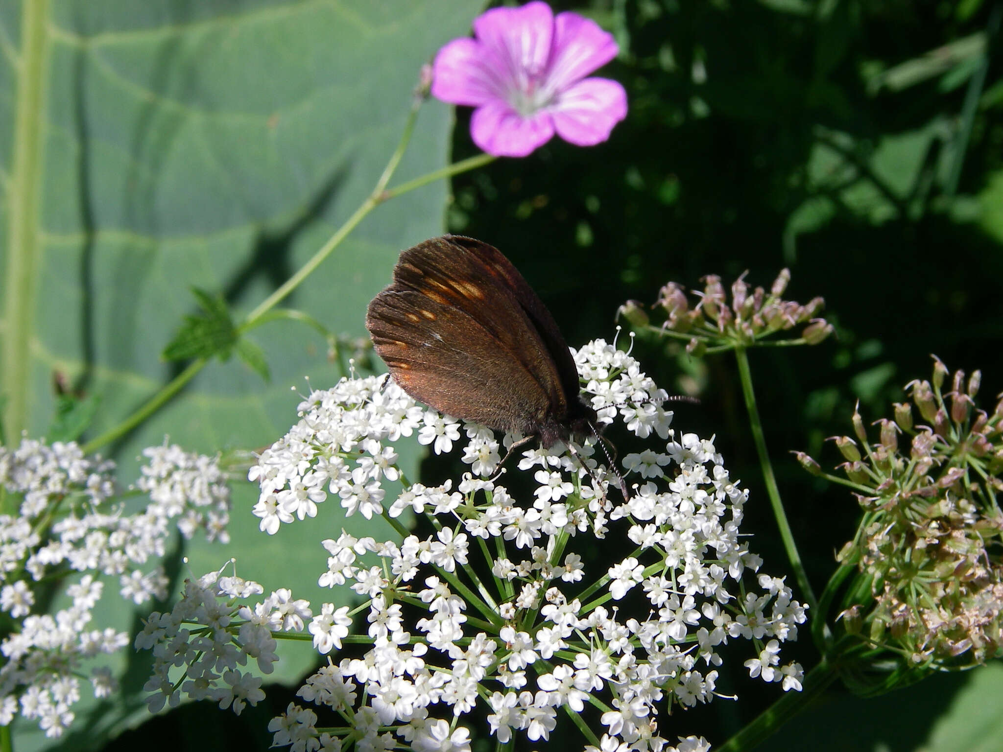 Erebia turanica Erschoff 1876 resmi