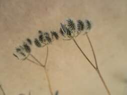 Image of spreading hedgeparsley