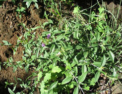 Image of Barleria lancifolia T. Anders.