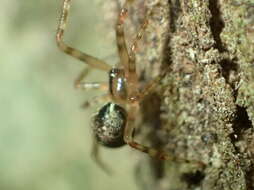 Image of Theridion zantholabio Urquhart 1886