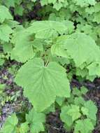 Image of Rock Red Currant