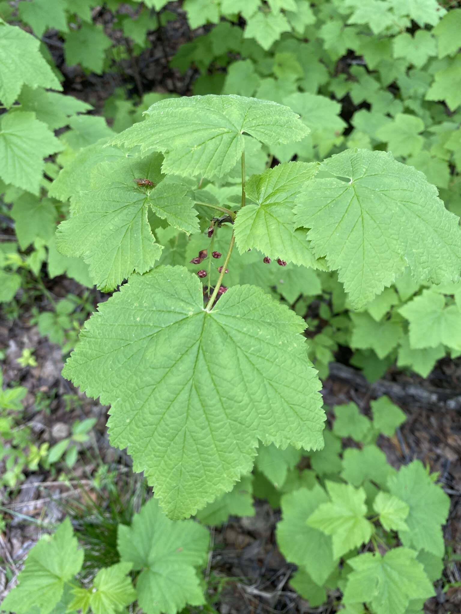 Image of Rock Red Currant