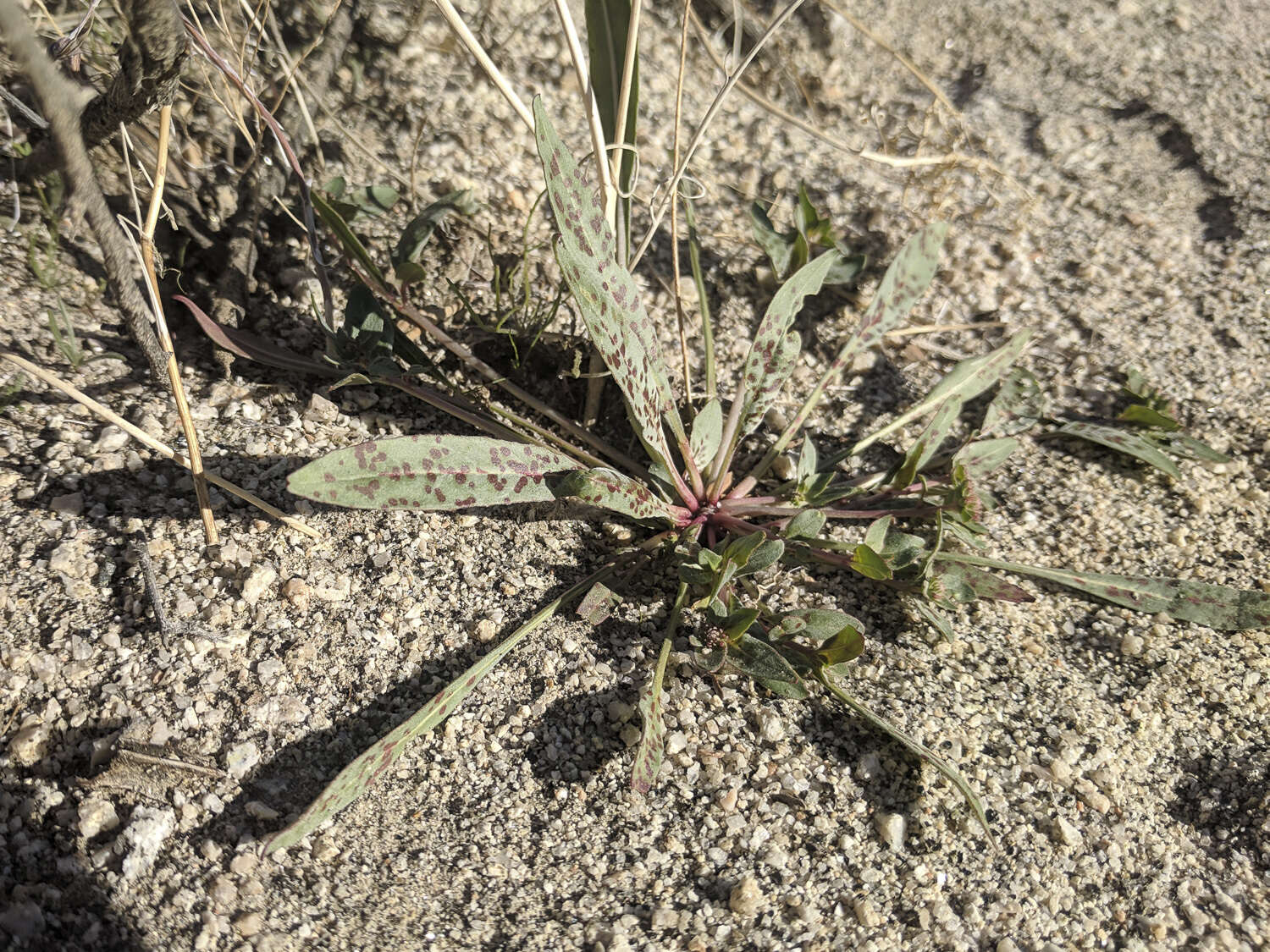 Eremothera boothii (Douglas) W. L. Wagner & Hoch的圖片