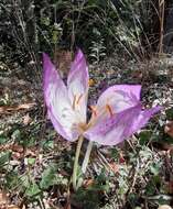 Image of Colchicum bivonae Guss.