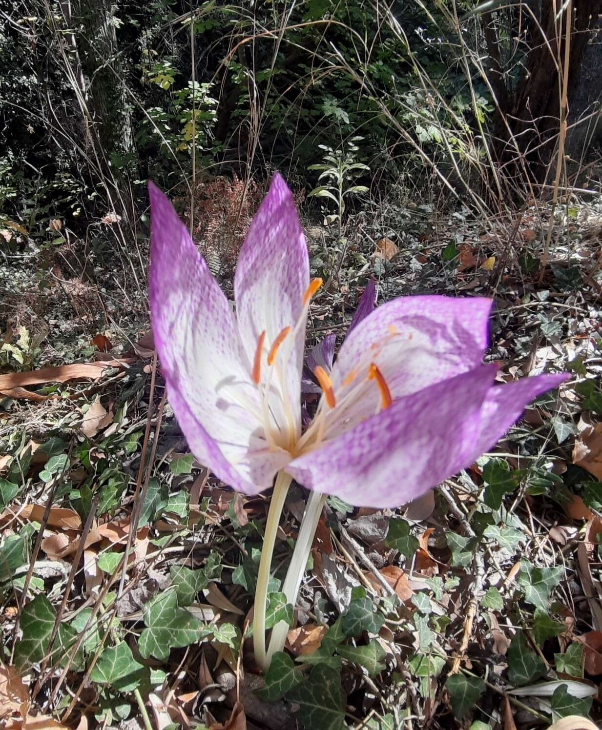 Image of Colchicum bivonae Guss.