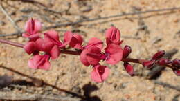 Plancia ëd Indigofera humifusa Eckl. & Zeyh.