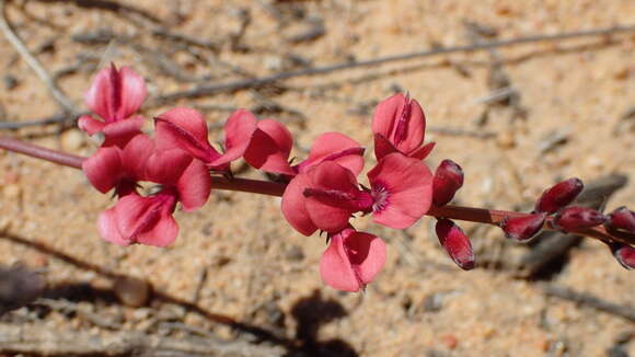 Plancia ëd Indigofera humifusa Eckl. & Zeyh.