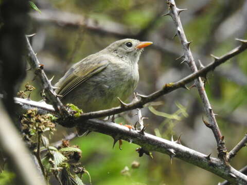 Image of warbler-finch