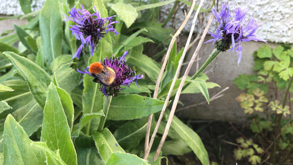 Imagem de Bombus muscorum (Linnaeus 1758)