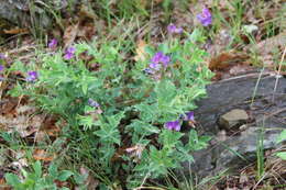 Image of Lathyrus laxiflorus (Desf.) Kuntze