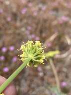 Imagem de Lomatium triternatum var. brevifolium (Coult. & Rose) Mathias