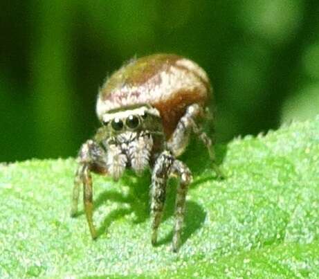 Image of Pelegrina furcata (F. O. Pickard-Cambridge 1901)