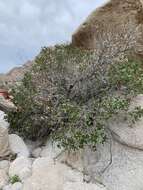 Image of Kearney's sumac