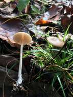 Image de Entoloma hirtipes (Schumach.) M. M. Moser 1978