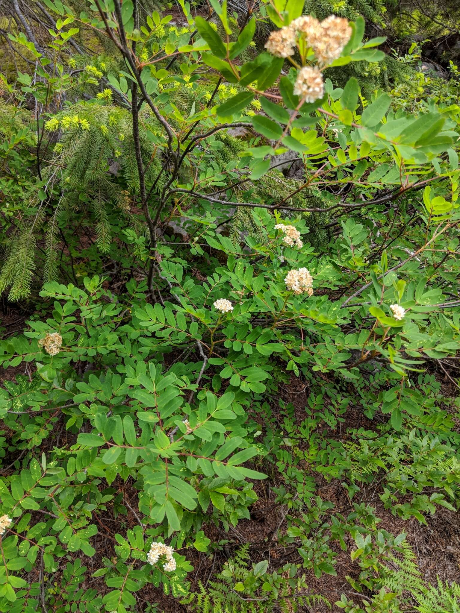 Image of western mountain ash