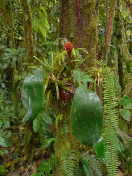 Image of Pitcairnia nigra (Carrière) André