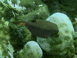 Image of Spotted boxfish