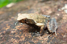 Image of Megophrys minor Stejneger 1926