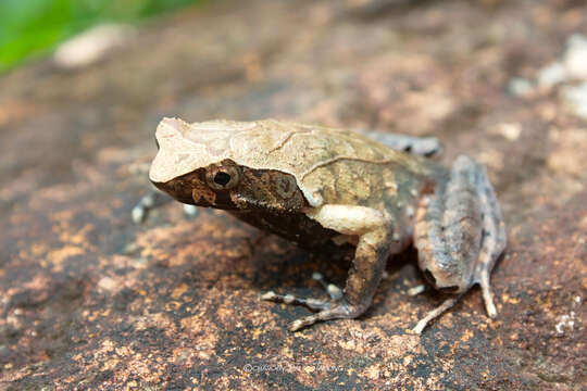 Image de Megophrys minor Stejneger 1926