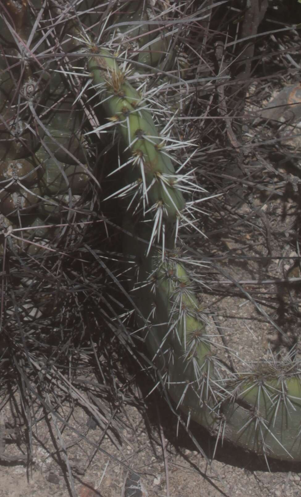 Image of Cactus-apple