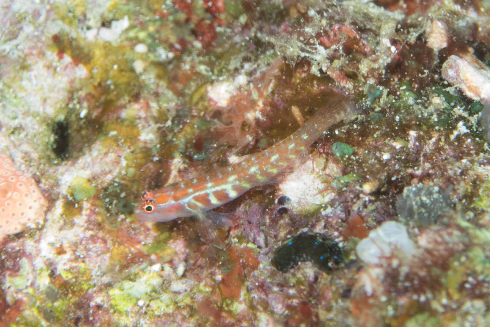 Image of Twin Dwarfgoby