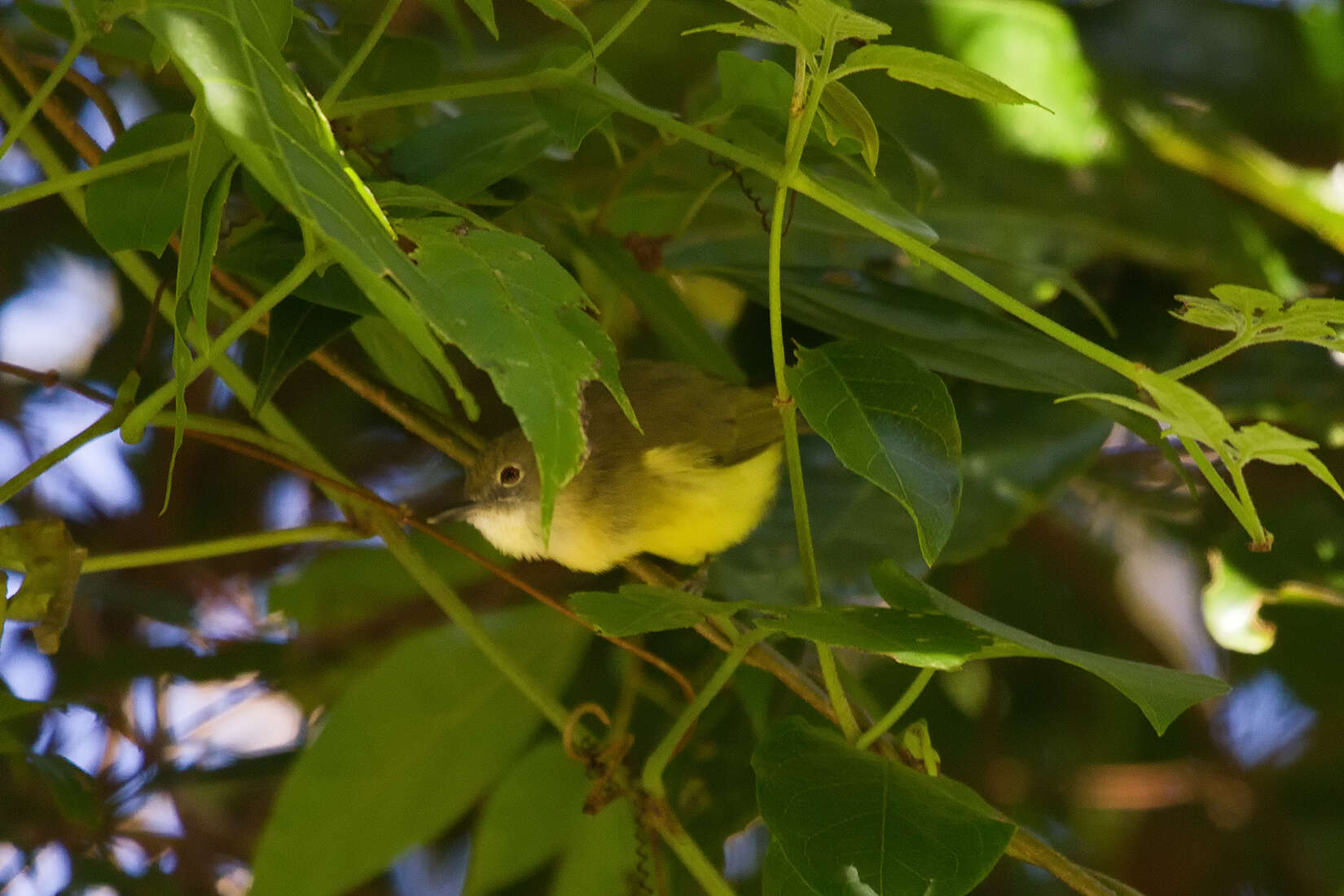 Image of Fairy Gerygone