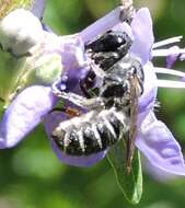 Imagem de Megachile exilis Cresson 1872