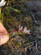 Plancia ëd Hesperantha falcata subsp. falcata