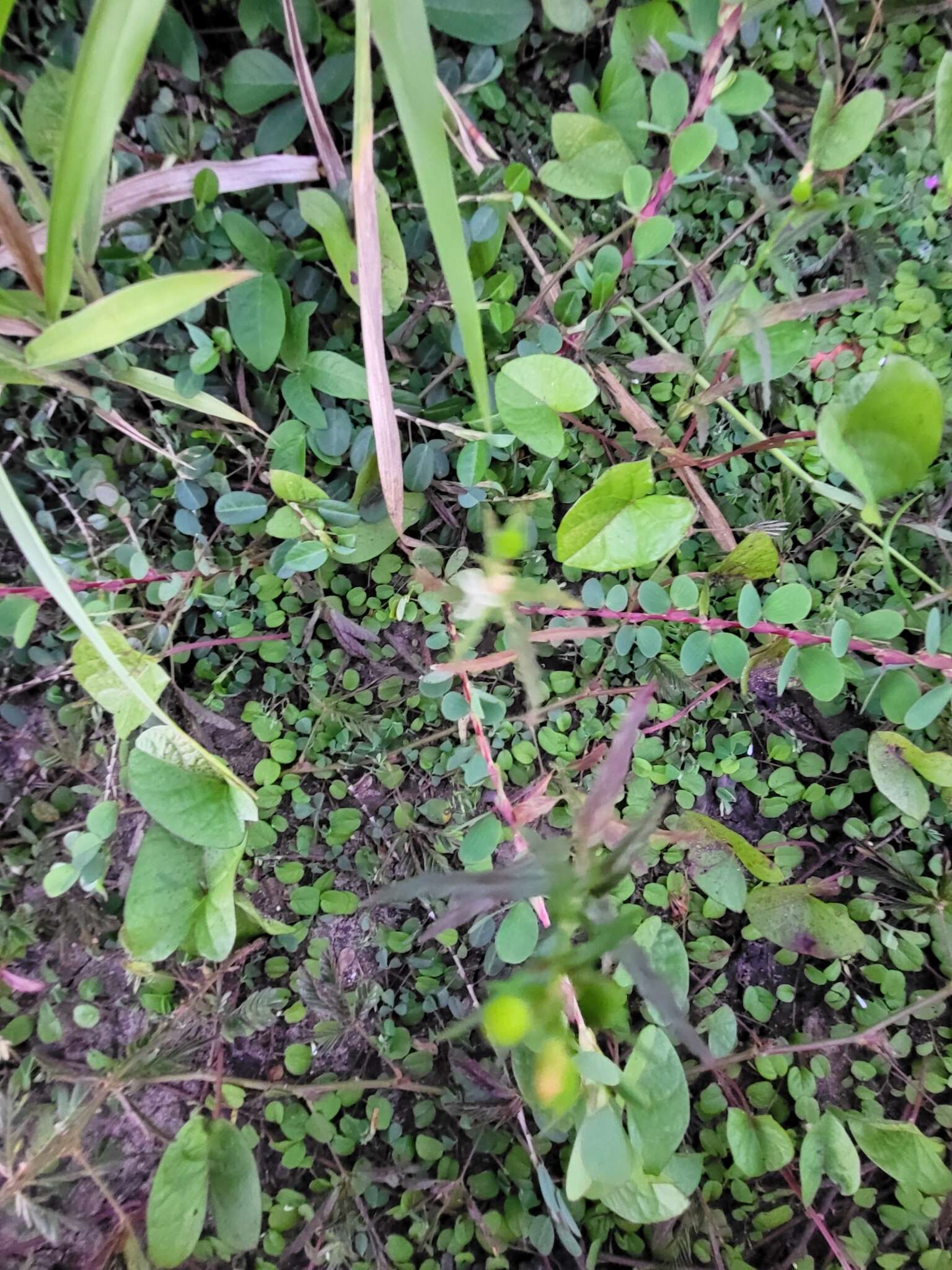 Image of Two-Leaf Sensitive-Pea