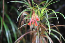 صورة Guzmania pearcei (Baker) L. B. Sm.