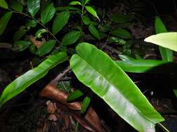 Image of Syngramma alismifolia (C. Presl) J. Sm.