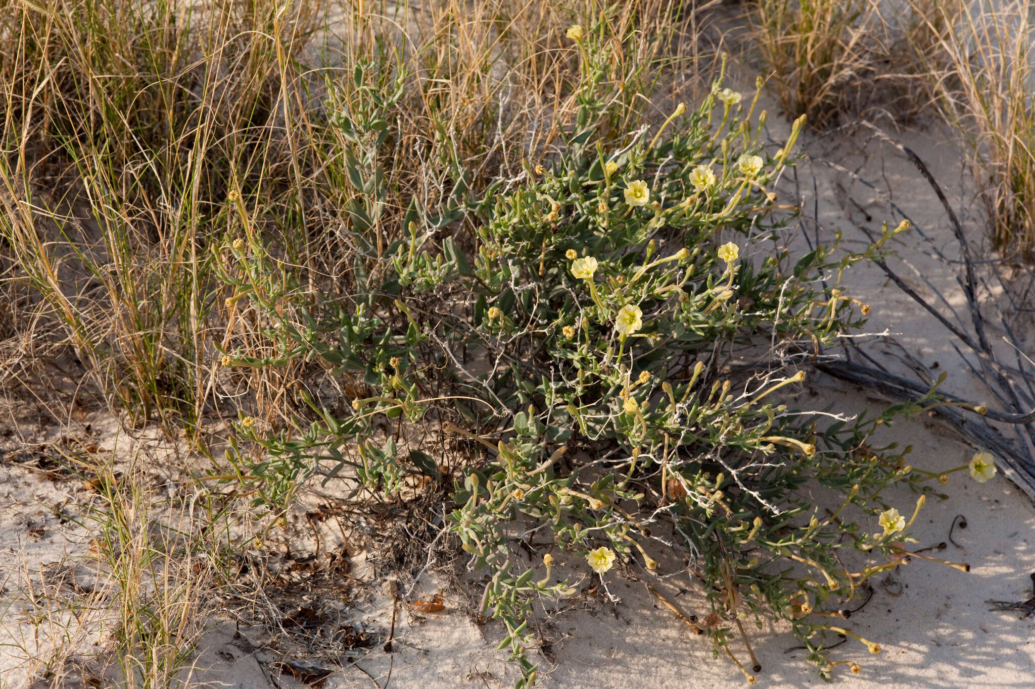 Acleisanthes lanceolata (Wooton) R. A. Levin resmi